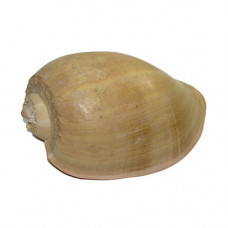 Мело диадема 10'' Мело диадема 10''